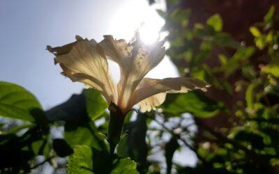 Remèdes naturels pour le SOPK