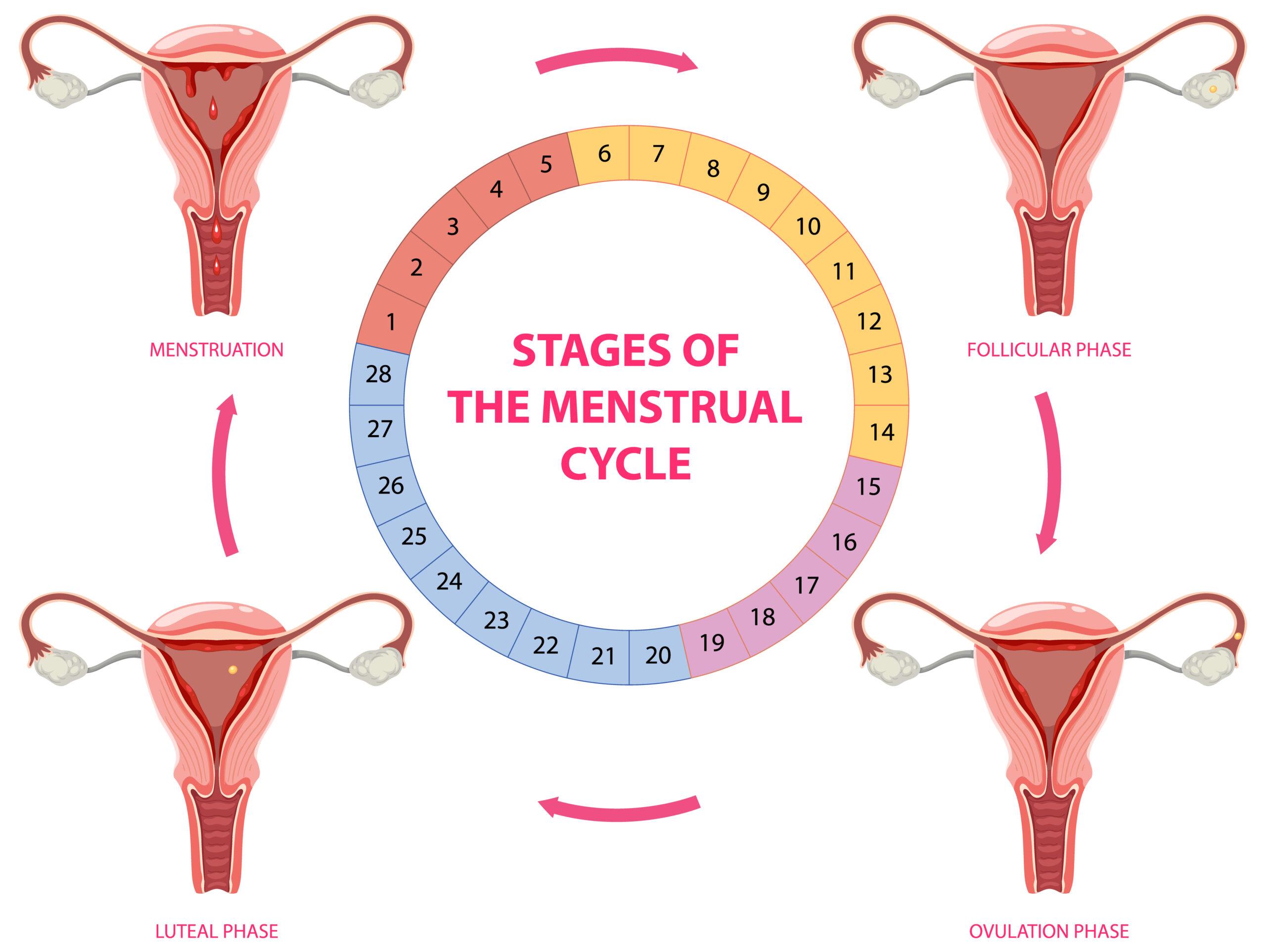 stages of the menstrual cycle